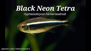 tetra black